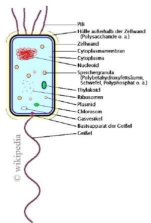Schema einer Bakterienzelle