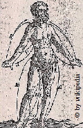 Behandelt wurde die Pest auch durch den Aderlass. Dieser Bildausschnitt aus dem Jahr 1555 zeigt die Körperteile  bzw. Körperseiten auf, die für den Aderlass geeignet erschienen.